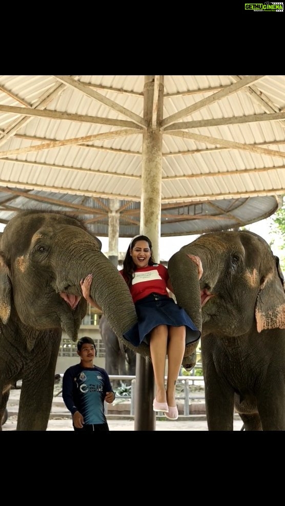Himaja Instagram - #bangkokmemories #omg #elephant #animals #animallovers #thailand Pattaya,Bangkok