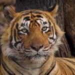 Isha Koppikar Instagram - #repost @thejohnabraham As someone who feels deeply about Tiger conservation and who has been emotionally connected to the tragedy of Ustad I am honoured to share with you the trailer of the award winning documentary, Tiger 24. It will be playing in the theatres in India from January 20th. @tiger24film @warrenpereira.official @aafilms.official #T24Tiger #Tiger24 #Ustad #T24Movie #t24film