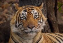 Isha Koppikar Instagram - #repost @thejohnabraham As someone who feels deeply about Tiger conservation and who has been emotionally connected to the tragedy of Ustad I am honoured to share with you the trailer of the award winning documentary, Tiger 24. It will be playing in the theatres in India from January 20th. @tiger24film @warrenpereira.official @aafilms.official #T24Tiger #Tiger24 #Ustad #T24Movie #t24film