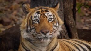 Isha Koppikar Instagram - #repost @thejohnabraham As someone who feels deeply about Tiger conservation and who has been emotionally connected to the tragedy of Ustad I am honoured to share with you the trailer of the award winning documentary, Tiger 24. It will be playing in the theatres in India from January 20th. @tiger24film @warrenpereira.official @aafilms.official #T24Tiger #Tiger24 #Ustad #T24Movie #t24film