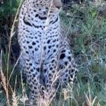 Isha Koppikar Instagram - Incredible sighting of the leopard 😍 We were so close to her and how beautiful is she @thegamedrive @naurori_jeff @apple #masaimara #shotoniphone #wildlife #wildlifephotography #wildlifeonearth #wildlifeofinstagram #wildlife_perfection #wildlifeplanet #animals #animalplanet #africa #animalovers #safari #safariphotography #animalphotography #reels #reelsinstagram #photogram #africasafari