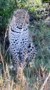 Isha Koppikar Instagram - Incredible sighting of the leopard 😍 We were so close to her and how beautiful is she @thegamedrive @naurori_jeff @apple #masaimara #shotoniphone #wildlife #wildlifephotography #wildlifeonearth #wildlifeofinstagram #wildlife_perfection #wildlifeplanet #animals #animalplanet #africa #animalovers #safari #safariphotography #animalphotography #reels #reelsinstagram #photogram #africasafari