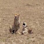 Isha Koppikar Instagram - Bromance wins over romance Watched the chase and a kill. What a rare sight. This years Masai Mara trip turning to be one of the best one so far 😍 thank u @thegamedrive #unfiltered #masaimara #chaseandkill #raresighting #wildlife #wildlifephotography #wildanimals #africa #circleoflife #wildandfree #animals #animallovers #animalplanet #animallove #cheetah