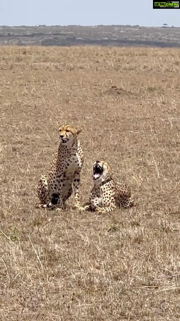 Isha Koppikar Instagram - Bromance wins over romance Watched the chase and a kill. What a rare sight. This years Masai Mara trip turning to be one of the best one so far π thank u @thegamedrive #unfiltered #masaimara #chaseandkill #raresighting #wildlife #wildlifephotography #wildanimals #africa #circleoflife #wildandfree #animals #animallovers #animalplanet #animallove #cheetah