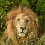 Isha Koppikar Instagram - My view in Masai Mara has been spectacular. Tried my hands at wildlife photography and all photos were shot on my @apple iPhone. Thank you @thegamedrive for making this the most incredible safari ever. #masaimara #shotoniphone #wildlife #wildlifephotography #wildlifeonearth #wildlifeofinstagram #wildlife_perfection #wildlifeplanet #animals #animalplanet #africa #animalovers #safari #safariphotography #animalphotography #photooftheday #photogram #africasafari Masai Mara, Kenya