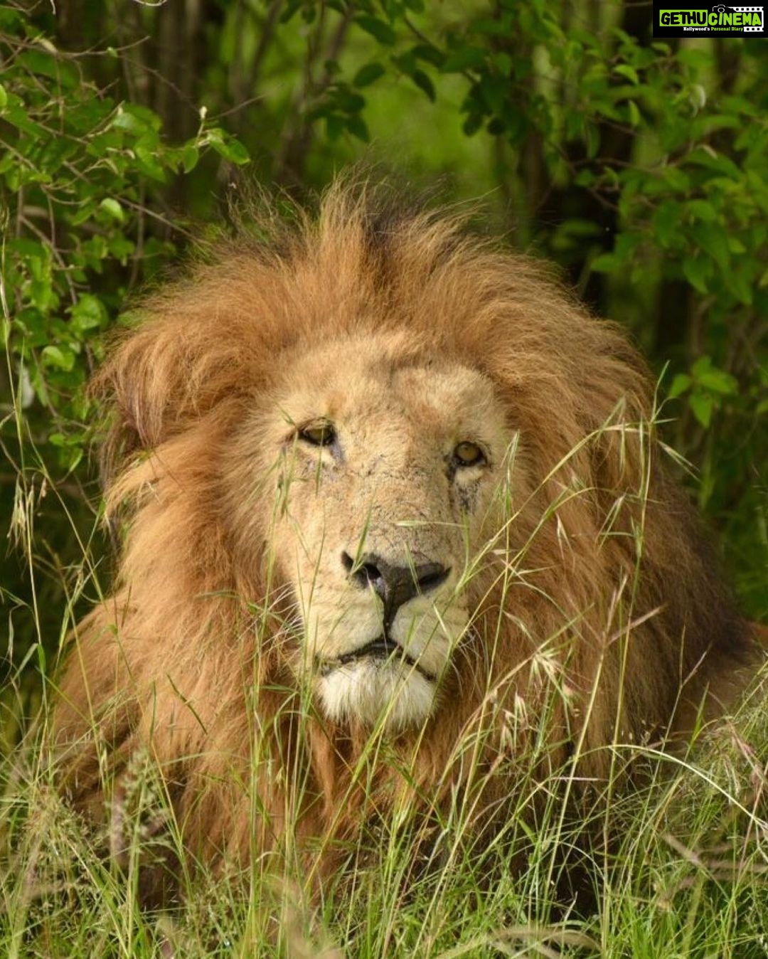 Isha Koppikar Instagram - My view in Masai Mara has been spectacular. Tried my hands at wildlife photography and all photos were shot on my @apple iPhone. Thank you @thegamedrive for making this the most incredible safari ever. #masaimara #shotoniphone #wildlife #wildlifephotography #wildlifeonearth #wildlifeofinstagram #wildlife_perfection #wildlifeplanet #animals #animalplanet #africa #animalovers #safari #safariphotography #animalphotography #photooftheday #photogram #africasafari Masai Mara, Kenya