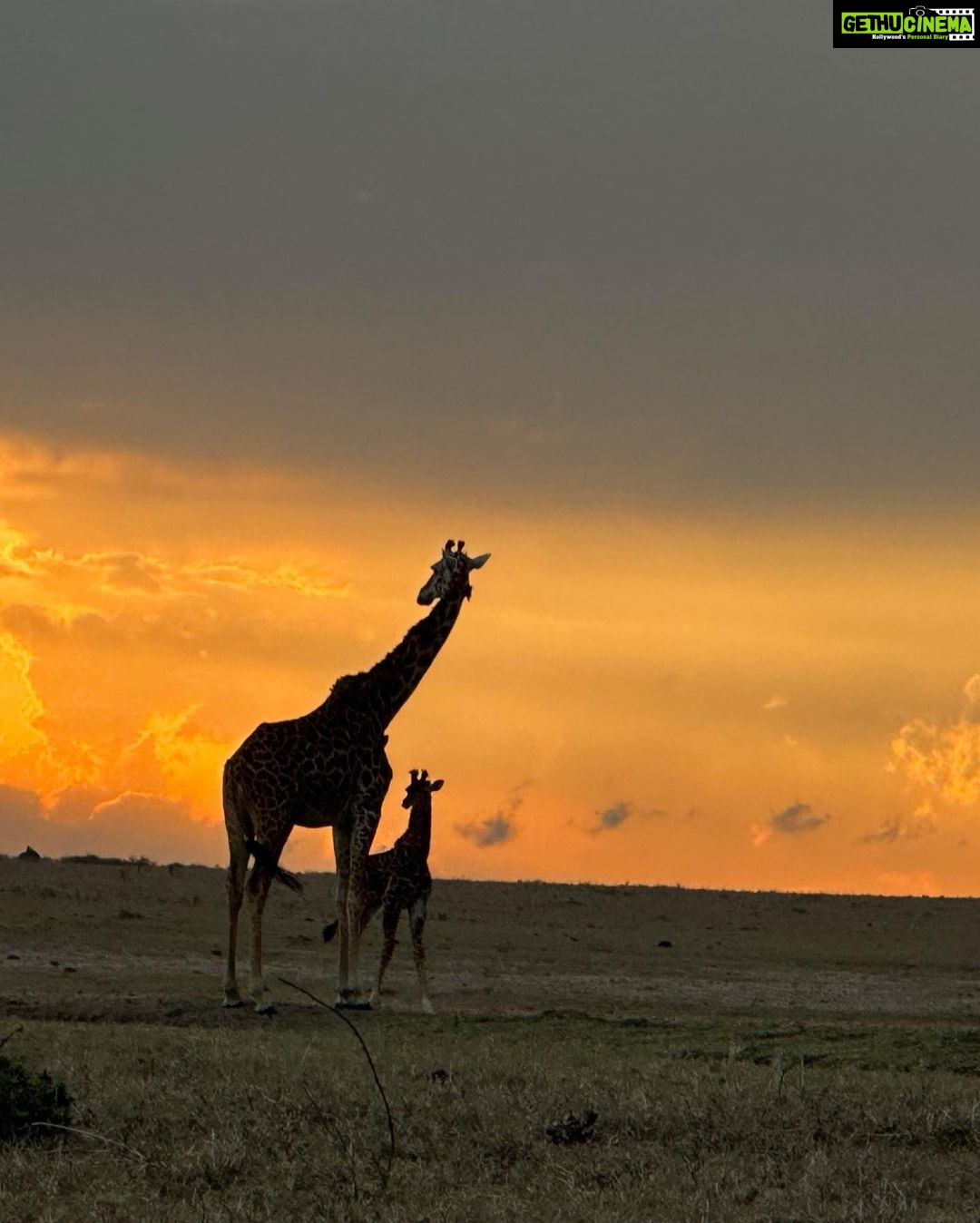 Isha Koppikar Instagram - My view in Masai Mara has been spectacular. Tried my hands at wildlife photography and all photos were shot on my @apple iPhone. Thank you @thegamedrive for making this the most incredible safari ever. #masaimara #shotoniphone #wildlife #wildlifephotography #wildlifeonearth #wildlifeofinstagram #wildlife_perfection #wildlifeplanet #animals #animalplanet #africa #animalovers #safari #safariphotography #animalphotography #photooftheday #photogram #africasafari Masai Mara, Kenya