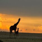 Isha Koppikar Instagram - My view in Masai Mara has been spectacular. Tried my hands at wildlife photography and all photos were shot on my @apple iPhone. Thank you @thegamedrive for making this the most incredible safari ever. #masaimara #shotoniphone #wildlife #wildlifephotography #wildlifeonearth #wildlifeofinstagram #wildlife_perfection #wildlifeplanet #animals #animalplanet #africa #animalovers #safari #safariphotography #animalphotography #photooftheday #photogram #africasafari Masai Mara, Kenya