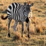 Isha Koppikar Instagram - My view in Masai Mara has been spectacular. Tried my hands at wildlife photography and all photos were shot on my @apple iPhone. Thank you @thegamedrive for making this the most incredible safari ever. #masaimara #shotoniphone #wildlife #wildlifephotography #wildlifeonearth #wildlifeofinstagram #wildlife_perfection #wildlifeplanet #animals #animalplanet #africa #animalovers #safari #safariphotography #animalphotography #photooftheday #photogram #africasafari Masai Mara, Kenya