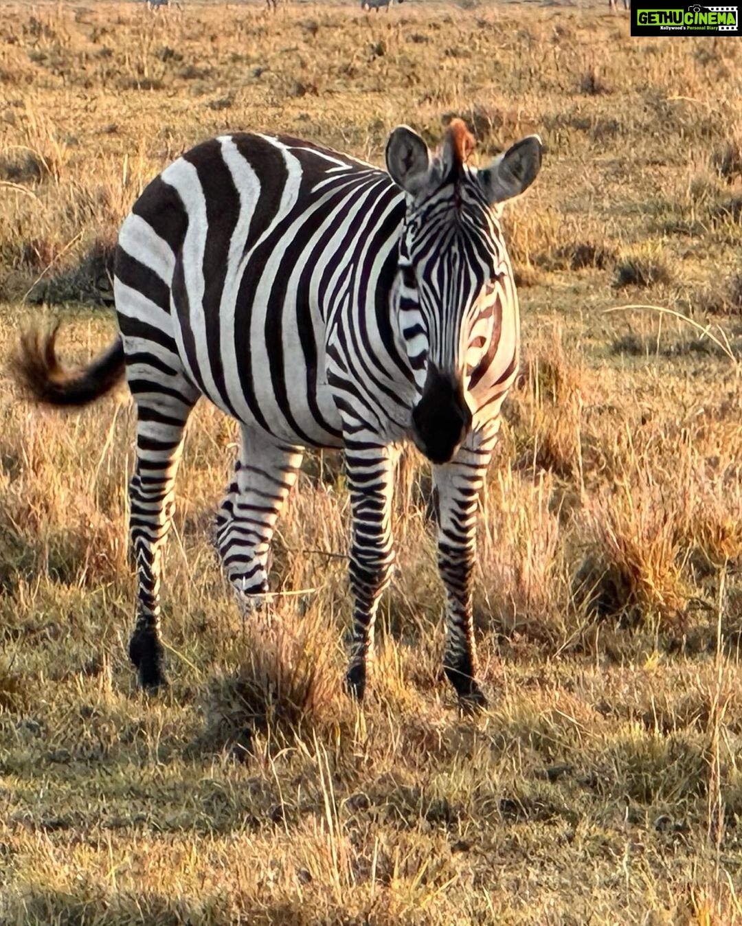 Isha Koppikar Instagram - My view in Masai Mara has been spectacular. Tried my hands at wildlife photography and all photos were shot on my @apple iPhone. Thank you @thegamedrive for making this the most incredible safari ever. #masaimara #shotoniphone #wildlife #wildlifephotography #wildlifeonearth #wildlifeofinstagram #wildlife_perfection #wildlifeplanet #animals #animalplanet #africa #animalovers #safari #safariphotography #animalphotography #photooftheday #photogram #africasafari Masai Mara, Kenya