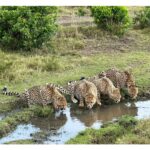 Isha Koppikar Instagram - My view in Masai Mara has been spectacular. Tried my hands at wildlife photography and all photos were shot on my @apple iPhone. Thank you @thegamedrive for making this the most incredible safari ever. #masaimara #shotoniphone #wildlife #wildlifephotography #wildlifeonearth #wildlifeofinstagram #wildlife_perfection #wildlifeplanet #animals #animalplanet #africa #animalovers #safari #safariphotography #animalphotography #photooftheday #photogram #africasafari Masai Mara, Kenya
