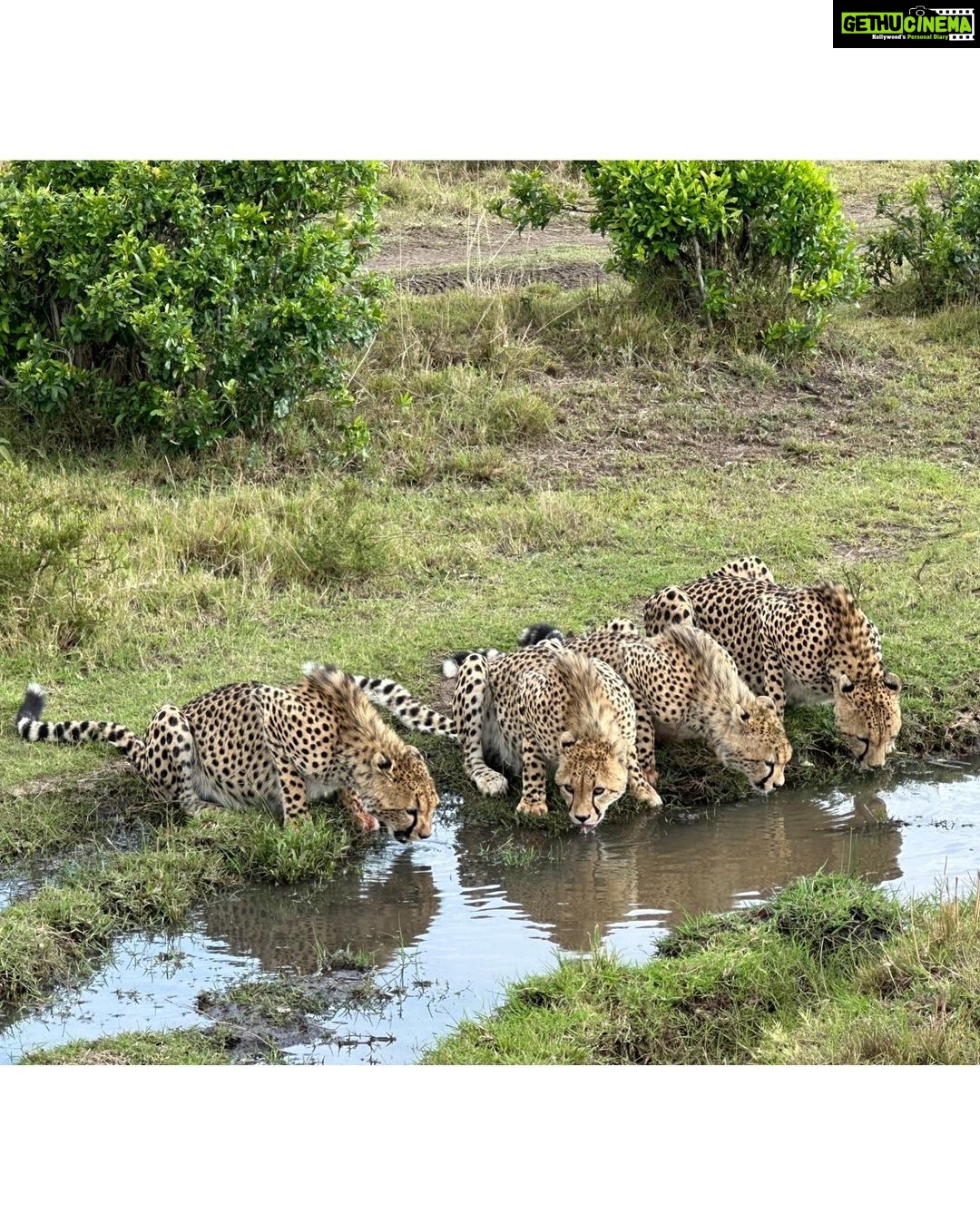 Isha Koppikar Instagram - My view in Masai Mara has been spectacular. Tried my hands at wildlife photography and all photos were shot on my @apple iPhone. Thank you @thegamedrive for making this the most incredible safari ever. #masaimara #shotoniphone #wildlife #wildlifephotography #wildlifeonearth #wildlifeofinstagram #wildlife_perfection #wildlifeplanet #animals #animalplanet #africa #animalovers #safari #safariphotography #animalphotography #photooftheday #photogram #africasafari Masai Mara, Kenya