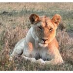 Isha Koppikar Instagram - My view in Masai Mara has been spectacular. Tried my hands at wildlife photography and all photos were shot on my @apple iPhone. Thank you @thegamedrive for making this the most incredible safari ever. #masaimara #shotoniphone #wildlife #wildlifephotography #wildlifeonearth #wildlifeofinstagram #wildlife_perfection #wildlifeplanet #animals #animalplanet #africa #animalovers #safari #safariphotography #animalphotography #photooftheday #photogram #africasafari Masai Mara, Kenya