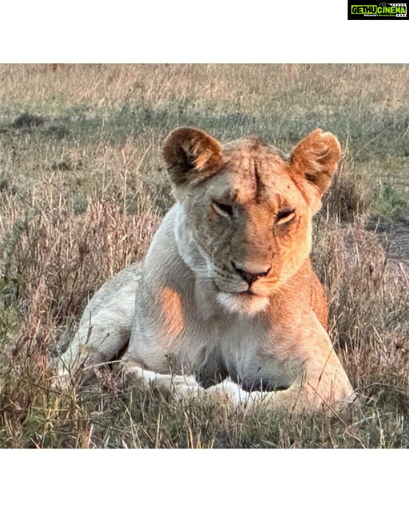Isha Koppikar Instagram - My view in Masai Mara has been spectacular. Tried my hands at wildlife photography and all photos were shot on my @apple iPhone. Thank you @thegamedrive for making this the most incredible safari ever. #masaimara #shotoniphone #wildlife #wildlifephotography #wildlifeonearth #wildlifeofinstagram #wildlife_perfection #wildlifeplanet #animals #animalplanet #africa #animalovers #safari #safariphotography #animalphotography #photooftheday #photogram #africasafari Masai Mara, Kenya