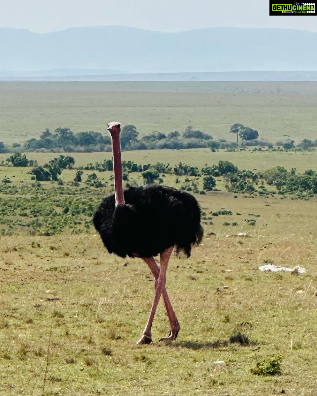 Isha Koppikar Instagram - My view in Masai Mara has been spectacular. Tried my hands at wildlife photography and all photos were shot on my @apple iPhone. Thank you @thegamedrive for making this the most incredible safari ever. #masaimara #shotoniphone #wildlife #wildlifephotography #wildlifeonearth #wildlifeofinstagram #wildlife_perfection #wildlifeplanet #animals #animalplanet #africa #animalovers #safari #safariphotography #animalphotography #photooftheday #photogram #africasafari Masai Mara, Kenya
