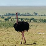 Isha Koppikar Instagram - My view in Masai Mara has been spectacular. Tried my hands at wildlife photography and all photos were shot on my @apple iPhone. Thank you @thegamedrive for making this the most incredible safari ever. #masaimara #shotoniphone #wildlife #wildlifephotography #wildlifeonearth #wildlifeofinstagram #wildlife_perfection #wildlifeplanet #animals #animalplanet #africa #animalovers #safari #safariphotography #animalphotography #photooftheday #photogram #africasafari Masai Mara, Kenya