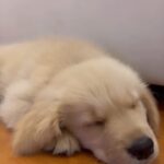 Isha Koppikar Instagram – Boomerang is the boss 🤪

#bossdog #doglife #dogsofinstagram #doglover #puppylove