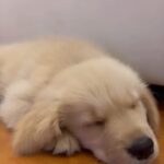 Isha Koppikar Instagram - Boomerang is the boss 🤪 #bossdog #doglife #dogsofinstagram #doglover #puppylove