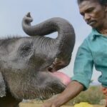 Karan Johar Instagram - Very rarely do you come across stories that fill you heart with an emotion that overwhelms you. That’s the magic of storytelling - one that my dearest @guneetmonga has mastered...The Elephant Whisperers is an enchanting tale from the roots of India that is now reaching the WORLD. Congratulations to the entire team for being nominated at the prestigious Oscars this year...may you continue to make India proud and etch us as a cinematic power on the world map!!❤️❤️ A huge congratulations to the entire team: Director: @kartikigonsalves Producer: @guneetmonga @achinjain20 Executive Producer: Douglas Blush, @kartikigonsalves Editor: @sanchariii, Douglas Blush Story: Priscilla Gonsalves Story Development: @kartikigonsalves @ma_jyotanwaali Cinematographer: Karan Thapliyal, @mr_makhija, @anandbansal2810, @kartikigonsalves Music: @svenfaulconer Sound Designer: @anthoruban Associate Producer: @raunaqbajaj Supervising Producer: @kakarmandakini Production Coodinator: @mihika_munjal Post Production Supervisor: @aswathi.naduthodi Legal Advisor: @gitika.aggarwal Associate Editor: @aikeshwar Re-Recording Mixer: @lawvish Colorist: @no_michele Trailer Editor: @freaksitsme @netflix_in @sikhya @theelephantwhisperers @sonyalphain @bridgepostworks #StrayMotion