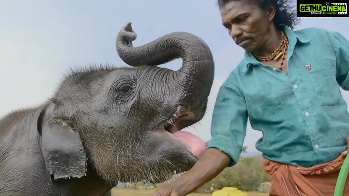Karan Johar Instagram - Very rarely do you come across stories that fill you heart with an emotion that overwhelms you. That’s the magic of storytelling - one that my dearest @guneetmonga has mastered...The Elephant Whisperers is an enchanting tale from the roots of India that is now reaching the WORLD. Congratulations to the entire team for being nominated at the prestigious Oscars this year...may you continue to make India proud and etch us as a cinematic power on the world map!!❤️❤️ A huge congratulations to the entire team: Director: @kartikigonsalves Producer: @guneetmonga @achinjain20 Executive Producer: Douglas Blush, @kartikigonsalves Editor: @sanchariii, Douglas Blush Story: Priscilla Gonsalves Story Development: @kartikigonsalves @ma_jyotanwaali Cinematographer: Karan Thapliyal, @mr_makhija, @anandbansal2810, @kartikigonsalves Music: @svenfaulconer Sound Designer: @anthoruban Associate Producer: @raunaqbajaj Supervising Producer: @kakarmandakini Production Coodinator: @mihika_munjal Post Production Supervisor: @aswathi.naduthodi Legal Advisor: @gitika.aggarwal Associate Editor: @aikeshwar Re-Recording Mixer: @lawvish Colorist: @no_michele Trailer Editor: @freaksitsme @netflix_in @sikhya @theelephantwhisperers @sonyalphain @bridgepostworks #StrayMotion