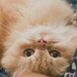 Lakshmi Menon Instagram - My Baby 🥹💛💕 If you love me, Love her more than me