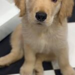Mahendran Instagram - This little one surprised me coming into my life from nowhere such a blessing to have him in my life 🫰💕.. your the best gift I have received in my life 🐶🐾. In my eyes , he is just the cutest, sweetest, and softest little fur ball you can imagine🧿. You make me feel so much better my love .. love you so much OSCAR ❤️🥺 #Myson #oscar #goldenretriever #mroscar29 #love