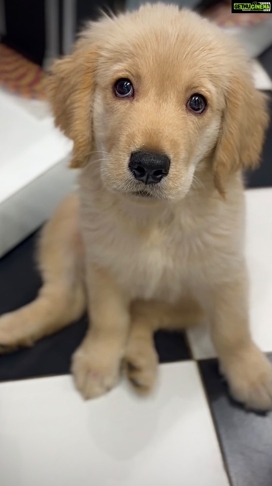 Mahendran Instagram - This little one surprised me coming into my life from nowhere such a blessing to have him in my life 🫰💕.. your the best gift I have received in my life 🐶🐾. In my eyes , he is just the cutest, sweetest, and softest little fur ball you can imagine🧿. You make me feel so much better my love .. love you so much OSCAR ❤️🥺 #Myson #oscar #goldenretriever #mroscar29 #love