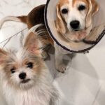 Mona Singh Instagram – Did I hear Food ? #nyla #idli #mylove #mybabies #dinnertime ❤️#beagle #schitzu