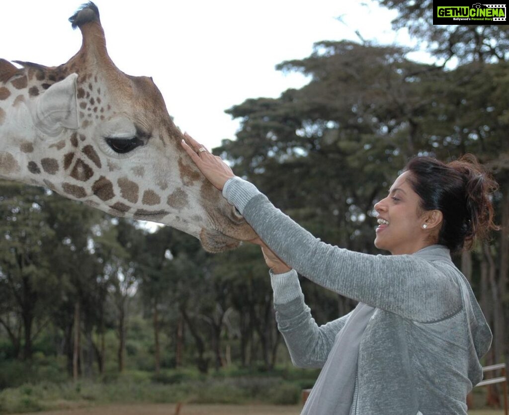Nadhiya Instagram - A wish that was fulfilled❤️An African wildlife holiday🦒🦓.. pls add it to ur bucket list if u can… #throwback #wildlife #africa #kenya #giraffe.manor