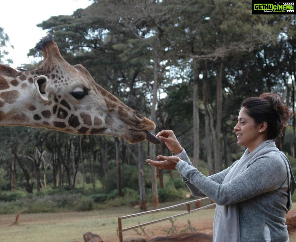 Nadhiya Instagram - A wish that was fulfilled❤️An African wildlife holiday🦒🦓.. pls add it to ur bucket list if u can… #throwback #wildlife #africa #kenya #giraffe.manor