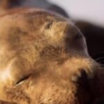 Pallavi Sharda Instagram - ‘It’s time to feel everything that unites us…’ This #Earthday, donate to the @charlesdarwinfoundation - a beautiful institute I had the pleasure of learning from in the Galápagos Islands. The work that the hardworking teams do is unprecedented in the field of conservation. Donation link in my bio! @lfcsummit #sustainableliving #oceanconservation #reforestation #underthesea