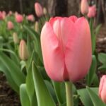 Panchi Bora Instagram – Hello spring 🌷 Garvan Woodland Gardens
