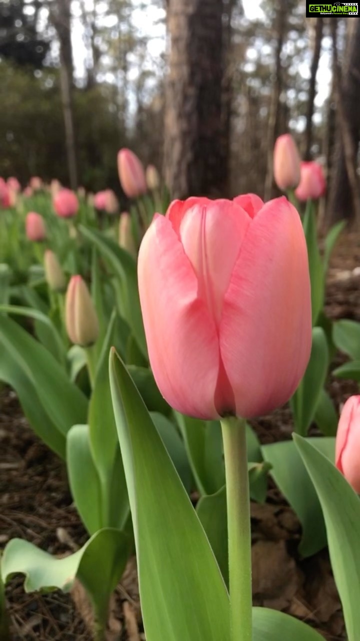 Panchi Bora Instagram - Hello spring 🌷 Garvan Woodland Gardens