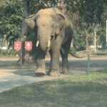 Panchi Bora Instagram - When this majestic one decides to follow you! Guwahati diaries! 🐘 #Assam#auspicious#wildandfree