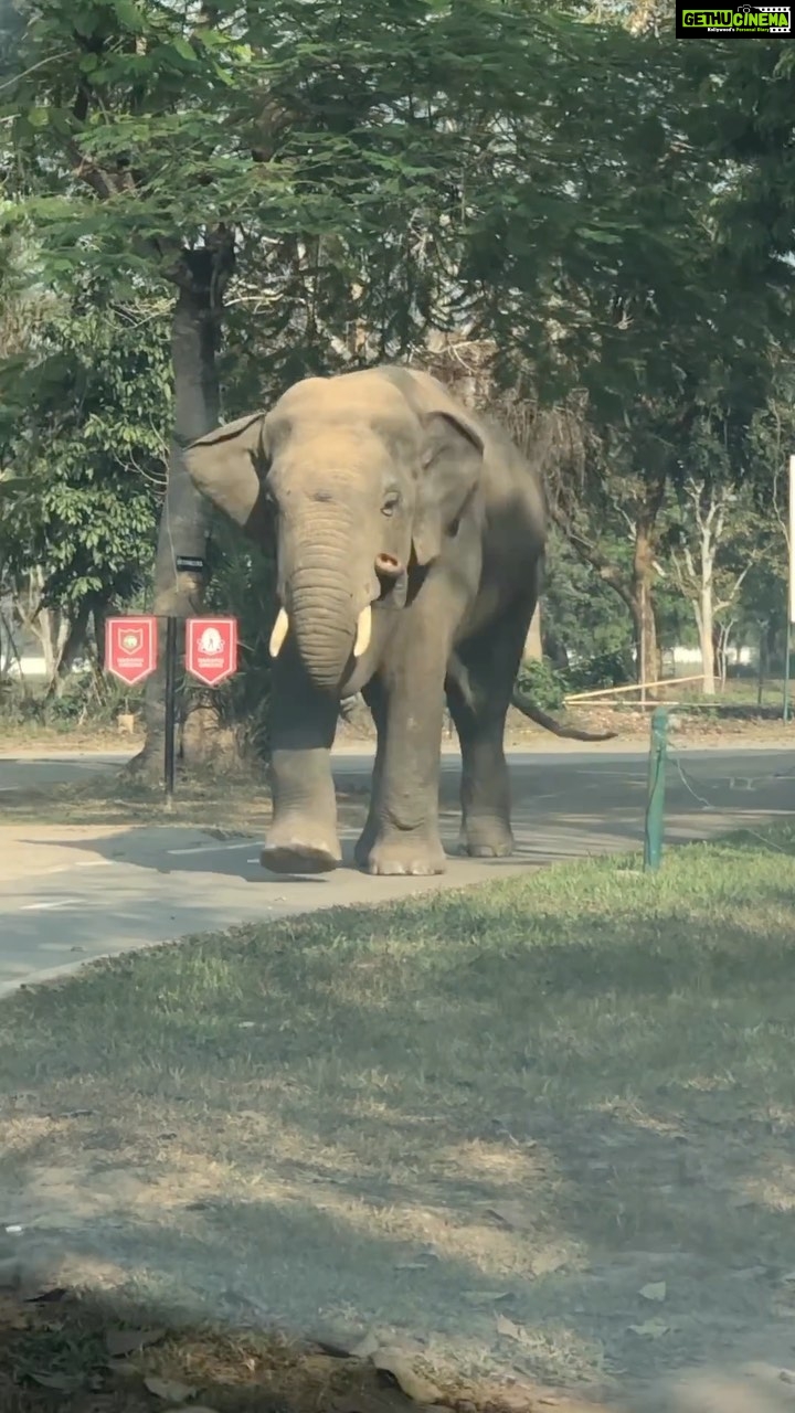 Panchi Bora Instagram - When this majestic one decides to follow you! Guwahati diaries! 🐘 #Assam#auspicious#wildandfree