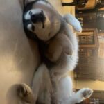 Ragini Dwivedi Instagram – ZUES had a great Friday night 😂😂😂 
His fav pose to sleep in the afternoonssssss …

#raginidwivedi #ragini #zuesthehusky #huskies #husky #siberianhusky #trending #trendingsongs #trendingaudio #trendingreels #positivevibes #mommybaby #reelsinstagram #reelsvideo #reels #reelitfeelit #instagram #dogsofinstagram #instagood home sweet home,Bangalore