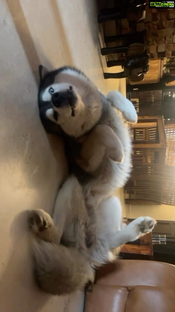 Ragini Dwivedi Instagram - ZUES had a great Friday night 😂😂😂 His fav pose to sleep in the afternoonssssss … #raginidwivedi #ragini #zuesthehusky #huskies #husky #siberianhusky #trending #trendingsongs #trendingaudio #trendingreels #positivevibes #mommybaby #reelsinstagram #reelsvideo #reels #reelitfeelit #instagram #dogsofinstagram #instagood home sweet home,Bangalore