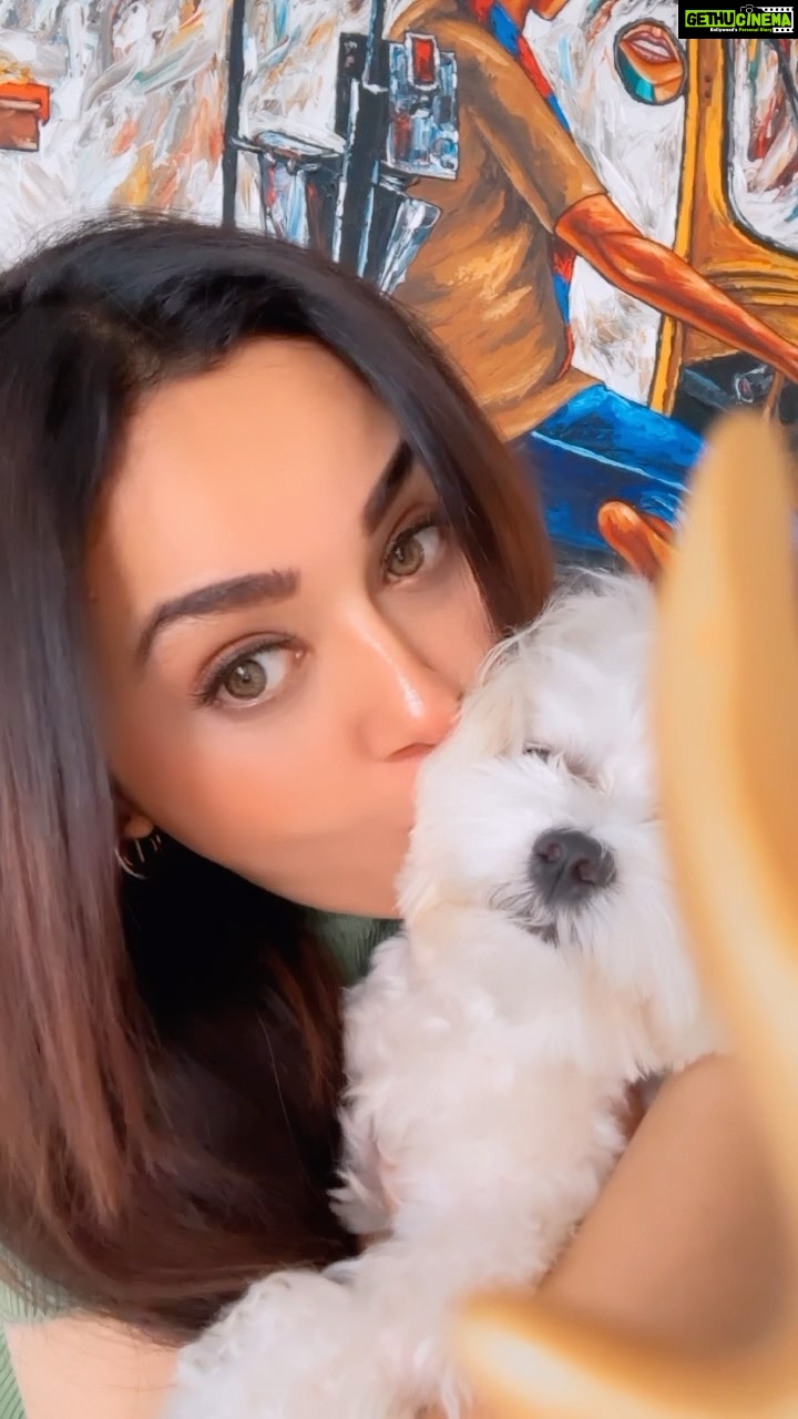 Ragini Nandwani Instagram - Good morning…… Love from MAX #goodmorning #morningreels #tuesday #likesforlike #loveanimals #againstanimalcruelty #max #pet #celebrity #viralvideos #happykids #mumbaistagram #instagood #tvactress #southactress #hot #hairgoals #dogsofinstagram