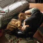 Rukmini Vijayakumar Instagram - Nap time 💤 #gsd #dogmom #germanshepherd #kong