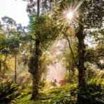 Rukmini Vijayakumar Instagram - Dancing in the forest @dancerukmini . . #green #forest #coorg #nature #photography #travel Coorg