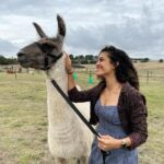 Rukmini Vijayakumar Instagram – I kept wondering if I was going to get spat on, the whole time that I was walking this Lama. Then the lovely lady who took care of these animals @blackwattleyarn told me that it happens only if you ignore 3 signs of the Lama being uncomfortable. 

– standing straight 
– throwing the head back 
– pulling the ears back 

We get three warnings, and if we are silly enough to ignore them all, we get spat on 🤣 

I watched to make sure starlight was not uncomfortable …  and luckily I didn’t get spat on. He just wanted to eat…. 

Thank you for these lovely curated experiences @pickyourtrail @visitcanberra @australia 

#besurprised #lama  #Pickyourtrail #BeSurprised #seeaustralia #visitcanberra Canberra, Australian Capital Territory