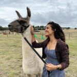Rukmini Vijayakumar Instagram - I kept wondering if I was going to get spat on, the whole time that I was walking this Lama. Then the lovely lady who took care of these animals @blackwattleyarn told me that it happens only if you ignore 3 signs of the Lama being uncomfortable. - standing straight - throwing the head back - pulling the ears back We get three warnings, and if we are silly enough to ignore them all, we get spat on 🤣 I watched to make sure starlight was not uncomfortable … and luckily I didn’t get spat on. He just wanted to eat…. Thank you for these lovely curated experiences @pickyourtrail @visitcanberra @australia #besurprised #lama #Pickyourtrail #BeSurprised #seeaustralia #visitcanberra Canberra, Australian Capital Territory