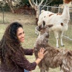 Rukmini Vijayakumar Instagram - I kept wondering if I was going to get spat on, the whole time that I was walking this Lama. Then the lovely lady who took care of these animals @blackwattleyarn told me that it happens only if you ignore 3 signs of the Lama being uncomfortable. - standing straight - throwing the head back - pulling the ears back We get three warnings, and if we are silly enough to ignore them all, we get spat on 🤣 I watched to make sure starlight was not uncomfortable … and luckily I didn’t get spat on. He just wanted to eat…. Thank you for these lovely curated experiences @pickyourtrail @visitcanberra @australia #besurprised #lama #Pickyourtrail #BeSurprised #seeaustralia #visitcanberra Canberra, Australian Capital Territory
