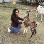 Rukmini Vijayakumar Instagram - I kept wondering if I was going to get spat on, the whole time that I was walking this Lama. Then the lovely lady who took care of these animals @blackwattleyarn told me that it happens only if you ignore 3 signs of the Lama being uncomfortable. - standing straight - throwing the head back - pulling the ears back We get three warnings, and if we are silly enough to ignore them all, we get spat on 🤣 I watched to make sure starlight was not uncomfortable … and luckily I didn’t get spat on. He just wanted to eat…. Thank you for these lovely curated experiences @pickyourtrail @visitcanberra @australia #besurprised #lama #Pickyourtrail #BeSurprised #seeaustralia #visitcanberra Canberra, Australian Capital Territory