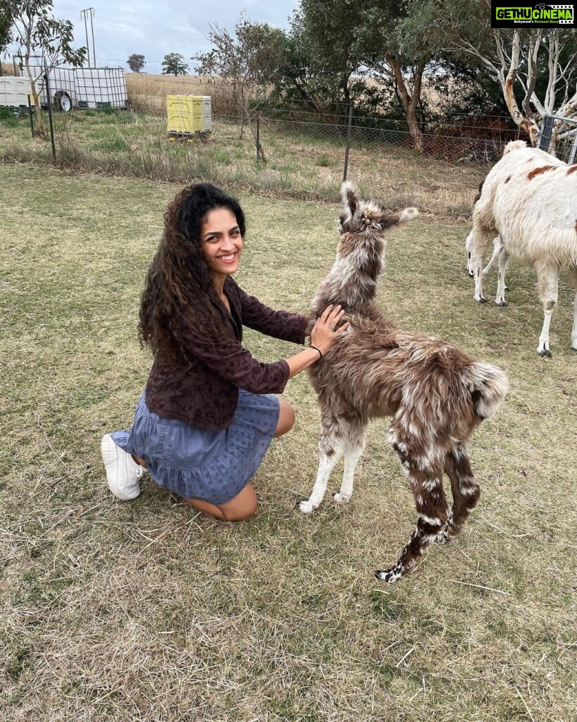 Rukmini Vijayakumar Instagram - I kept wondering if I was going to get spat on, the whole time that I was walking this Lama. Then the lovely lady who took care of these animals @blackwattleyarn told me that it happens only if you ignore 3 signs of the Lama being uncomfortable. - standing straight - throwing the head back - pulling the ears back We get three warnings, and if we are silly enough to ignore them all, we get spat on 🤣 I watched to make sure starlight was not uncomfortable … and luckily I didn’t get spat on. He just wanted to eat…. Thank you for these lovely curated experiences @pickyourtrail @visitcanberra @australia #besurprised #lama #Pickyourtrail #BeSurprised #seeaustralia #visitcanberra Canberra, Australian Capital Territory