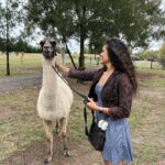 Rukmini Vijayakumar Instagram - I kept wondering if I was going to get spat on, the whole time that I was walking this Lama. Then the lovely lady who took care of these animals @blackwattleyarn told me that it happens only if you ignore 3 signs of the Lama being uncomfortable. - standing straight - throwing the head back - pulling the ears back We get three warnings, and if we are silly enough to ignore them all, we get spat on 🤣 I watched to make sure starlight was not uncomfortable … and luckily I didn’t get spat on. He just wanted to eat…. Thank you for these lovely curated experiences @pickyourtrail @visitcanberra @australia #besurprised #lama #Pickyourtrail #BeSurprised #seeaustralia #visitcanberra Canberra, Australian Capital Territory