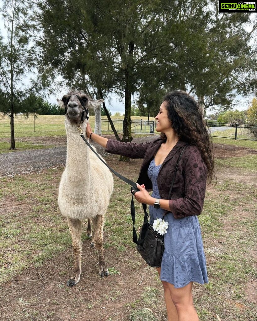 Rukmini Vijayakumar Instagram - I kept wondering if I was going to get spat on, the whole time that I was walking this Lama. Then the lovely lady who took care of these animals @blackwattleyarn told me that it happens only if you ignore 3 signs of the Lama being uncomfortable. - standing straight - throwing the head back - pulling the ears back We get three warnings, and if we are silly enough to ignore them all, we get spat on 🤣 I watched to make sure starlight was not uncomfortable … and luckily I didn’t get spat on. He just wanted to eat…. Thank you for these lovely curated experiences @pickyourtrail @visitcanberra @australia #besurprised #lama #Pickyourtrail #BeSurprised #seeaustralia #visitcanberra Canberra, Australian Capital Territory
