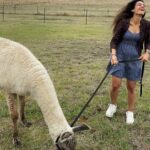 Rukmini Vijayakumar Instagram - I kept wondering if I was going to get spat on, the whole time that I was walking this Lama. Then the lovely lady who took care of these animals @blackwattleyarn told me that it happens only if you ignore 3 signs of the Lama being uncomfortable. - standing straight - throwing the head back - pulling the ears back We get three warnings, and if we are silly enough to ignore them all, we get spat on 🤣 I watched to make sure starlight was not uncomfortable … and luckily I didn’t get spat on. He just wanted to eat…. Thank you for these lovely curated experiences @pickyourtrail @visitcanberra @australia #besurprised #lama #Pickyourtrail #BeSurprised #seeaustralia #visitcanberra Canberra, Australian Capital Territory