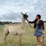 Rukmini Vijayakumar Instagram - I kept wondering if I was going to get spat on, the whole time that I was walking this Lama. Then the lovely lady who took care of these animals @blackwattleyarn told me that it happens only if you ignore 3 signs of the Lama being uncomfortable. - standing straight - throwing the head back - pulling the ears back We get three warnings, and if we are silly enough to ignore them all, we get spat on 🤣 I watched to make sure starlight was not uncomfortable … and luckily I didn’t get spat on. He just wanted to eat…. Thank you for these lovely curated experiences @pickyourtrail @visitcanberra @australia #besurprised #lama #Pickyourtrail #BeSurprised #seeaustralia #visitcanberra Canberra, Australian Capital Territory