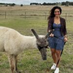 Rukmini Vijayakumar Instagram - I kept wondering if I was going to get spat on, the whole time that I was walking this Lama. Then the lovely lady who took care of these animals @blackwattleyarn told me that it happens only if you ignore 3 signs of the Lama being uncomfortable. - standing straight - throwing the head back - pulling the ears back We get three warnings, and if we are silly enough to ignore them all, we get spat on 🤣 I watched to make sure starlight was not uncomfortable … and luckily I didn’t get spat on. He just wanted to eat…. Thank you for these lovely curated experiences @pickyourtrail @visitcanberra @australia #besurprised #lama #Pickyourtrail #BeSurprised #seeaustralia #visitcanberra Canberra, Australian Capital Territory